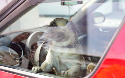 Tipps gegen Hitze im Auto